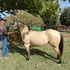 STUNNING BUCKSKIN GELDING!