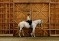 Athletic 10 yr Reg TB Mare 