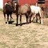 Adopt A Horse