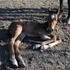 Solid Bay stud colt