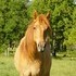  Tall red dun Morgan mare