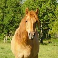  Tall red dun Morgan mare