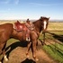 7 Year old Gelding