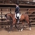 Well broke versatile filly, been shown.