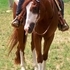 Double Registered Gelding 