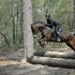 #1 Trail Mount, DRIVES! Big Solid Reg'd Morgan