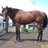 Beautiful athletic mare that needs a job