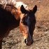 2004 POA Proven Show Pony 