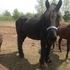 Percheron Gelding rides and drives 