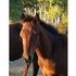 Cutting bred stallion prospect