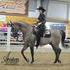 RARE GRULLO HALF-ARAB GELDING