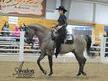 RARE GRULLO HALF-ARAB GELDING