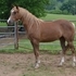 Flashy Performance Colt