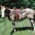 Rusty-an awesome partner for the trails!