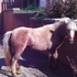 Cute Friendly Pony