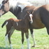 8 month reg paint filly