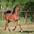Exotic Arabian filly out of 2 National Winners