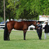 All Around Show Gleding - WP, HUS, SMS, Jumps, Patterns