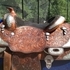 Nice Blue Ribbon Saddle - BR Tree 16