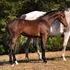 Stunning reg. GOV filly by Rosenthal