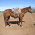 Freckles Fancy Jake Mare