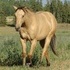 2011 APHA SPB Breeders Trust Filly