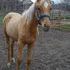 Palomino Yearling Stud