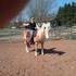 REGISTERED HAFLINGER GELDING