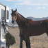 WINS 3RD, FIRST SHOW