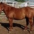 2006 Sorrel Gelding