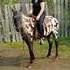 Flashy black leapord gelding