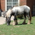 Awesome Gypsy Stallion!