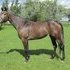 Coming three AQHA, pedigree plus!  NEW Video Link Within
