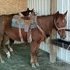 Started on Barrels and Roping.