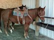 Started on Barrels and Roping.