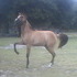 Stunning Buckskin Filly