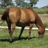 PAGE IMP MARE BRED TO KCS SON BOTH N/N