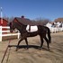 4 year old Thoroughbred gelding prospect hunter jumper