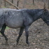 Blue Roan Filly  