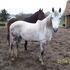 Flashy Dapple Grey Arabian Gelding!