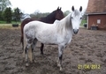 Flashy Dapple Grey Arabian Gelding!