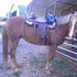 Flashy sorrel/w flaxen mane