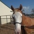 Lineback red dun yearling gelding