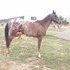 Dual reg, Arab/ appy 4 yr gelding, flashy, endurance