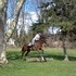 Flashy and Talented Show Hunter