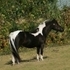 Handsome Tiny Black Pinto Stallion  Spring Madness Sale Make an Offer