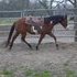 Hunter Jumper Prospect