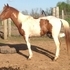 Spotted Mountain Stud Colt, Started Under Saddle