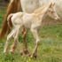 Rare EE AA CrCr Perlino Filly!