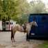 Beautiful Trail Mare!